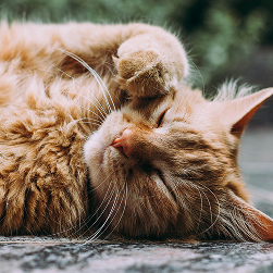 Gato relajado - Protección para mascotas y toda la familia