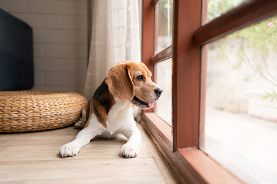 Perro beagle junto a la ventana - Seguro para mascotas