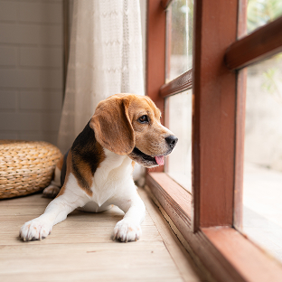 Perro beagle junto a la ventana - Seguro para mascotas